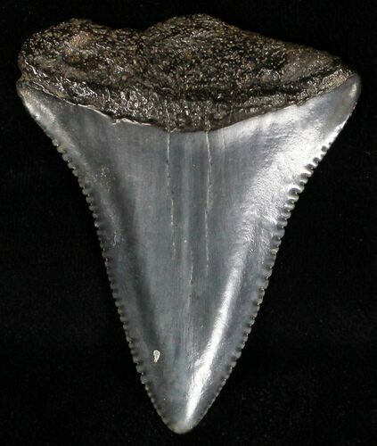 Fossil Great White Shark Tooth - #18535